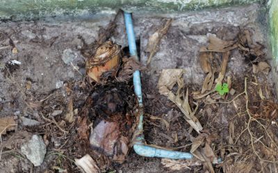 Keeping Intrusive Tree Roots Out of Your Drain Lines
